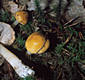 Cortinarius (Myx.) vibratilis (Fr.)Fr.