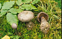 Cortinarius (Cort.) violaceus (L.:Fr.)Fr.