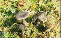 Cortinarius (Cort.) violaceus (L.:Fr.)Fr.