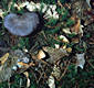 Cortinarius (Cort.) violaceus (L.:Fr.)Fr.