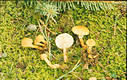 Cystoderma amiantinum (Scop.:Fr.)Fay.