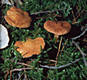 Cystoderma terrei (Berk.& Br.)Harm.