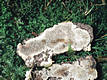 Datronia mollis (Sommerf.:Fr.)Donk