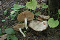 Entoloma clypeatum (L.:Fr.)Kummer