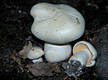 Entoloma eulividum Noord.