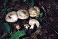 Entoloma saundersii (Fr.)Sacc.