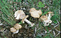 Entoloma saundersii (Fr.)Sacc.