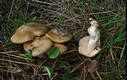 Entoloma saundersii (Fr.)Sacc.