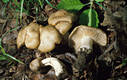 Entoloma saundersii (Fr.)Sacc.