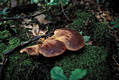 Fistulina hepatica (Schaeff.)Fr.