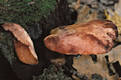 Fistulina hepatica (Schaeff.)Fr.