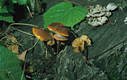 Flammulina velutipes (Curt.:Fr.)Karst.