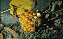 Flammulina velutipes (Curt.:Fr.)Karst.