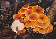 Flammulina velutipes (Curt.:Fr.)Karst.