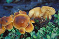 Flammulina velutipes (Curt.:Fr.)Karst.