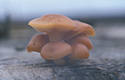 Flammulina velutipes (Curt.:Fr.)Karst.