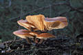 Flammulina velutipes (Curt.:Fr.)Karst.