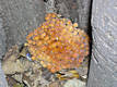 Flammulina velutipes (Curt.:Fr.)Karst.