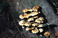 Flammulina velutipes (Curt.:Fr.)Karst.