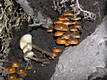 Flammulina velutipes (Curt.:Fr.)Karst.