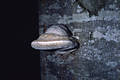 Fomes fomentarius (L.:Fr.)Fr.