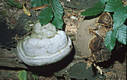 Fomes fomentarius (L.:Fr.)Fr.