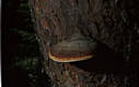 Fomitopsis pinicola (Sw.:Fr.)Karst.