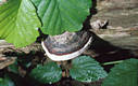 Fomitopsis pinicola (Sw.:Fr.)Karst.