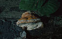 Fomitopsis pinicola (Sw.:Fr.)Karst.