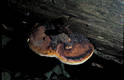 Fomitopsis pinicola (Sw.:Fr.)Karst.