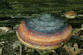 Fomitopsis pinicola (Sw.:Fr.)Karst.