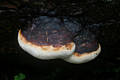 Fomitopsis pinicola (Sw.:Fr.)Karst.