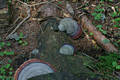 Fomitopsis pinicola (Sw.:Fr.)Karst.