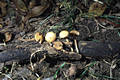 Galerina marginata (Batsch)Kuehn.