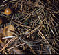 Galerina marginata (Batsch)Kuehn.