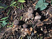 Geastrum pectinatum Pers.