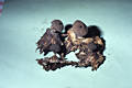 Geastrum pectinatum Pers.