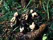 Geastrum quadrifidum Pers.:Pers.