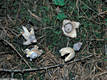 Geastrum quadrifidum Pers.:Pers.