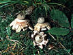 Geastrum rufescens Pers.:Pers.