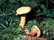 Gomphidius helveticus Singer