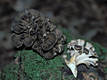 Grifola frondosa (Dicks.:Fr.)Gray