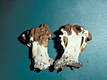 Gyromitra fastigiata (Krombh.)Rehm