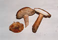 Gyroporus castaneus (Bull.:Fr.)Qul.