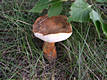 Gyroporus castaneus (Bull.:Fr.)Qul.