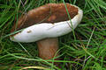 Gyroporus castaneus (Bull.:Fr.)Qul.