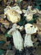 Helvella crispa Fr.