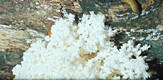 Hericium coralloides (Scop.:Fr.)Gray
