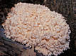 Hericium coralloides (Scop.:Fr.)Gray