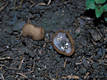 Humaria hemisphaerica (Wigg.ex Gray)Fkl.